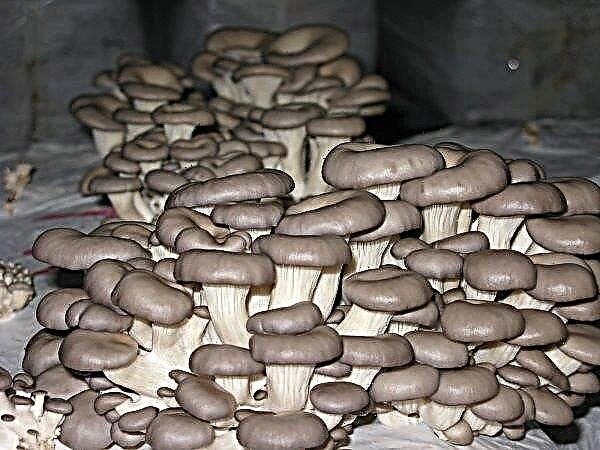 Growing oyster mushrooms in a greenhouse: is it possible to grow with your own hands at home