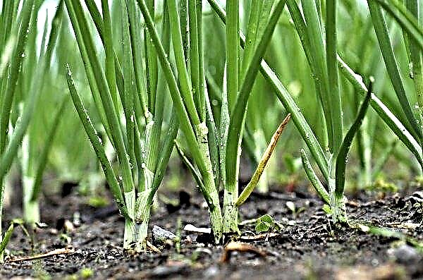 Why onions in the garden turn yellow: what to do, folk remedies, causes and their solution