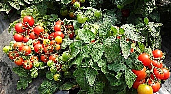 تنوع الطماطم غير مرئي بشكل واضح: الخصائص والوصف ، الصورة ، المحصول ، ميزات الزراعة والرعاية ، الفيديو