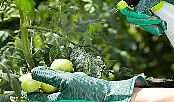 トマトアンドロメダ：品種の特徴と説明、写真、収量、植栽と手入れ