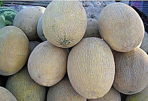 Melon is not ripened: how to determine and what to do, how to store to ripen and how to choose