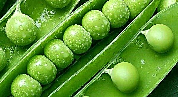 How to store peas at home: optimal temperature and humidity, basic rules, how much can be stored