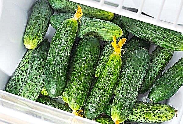 Cucumbers Maryina Roscha: characteristics and description, advantages and disadvantages, sowing and care of cucumbers, photo