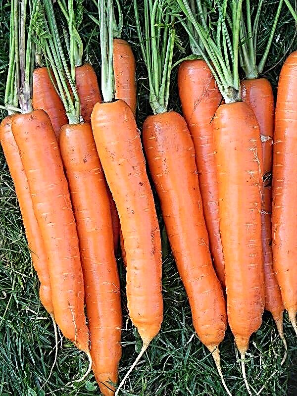 Carrots of the Bolero F1 variety: characteristics and description, especially sowing and care in the open ground, photo