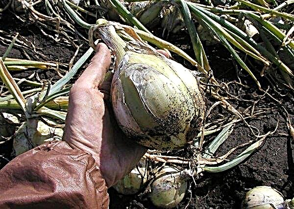 Onion Globo: beskrivning och beskrivning, meriter och nedskärningar av sorten, beredning, plantering och vård, foto