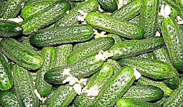 When is it better to harvest cucumbers in a greenhouse and in the open ground: in the morning or in the evening, how often to collect, is it possible to harvest in rain and heat?