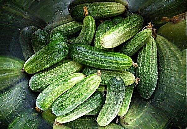 Cucumbers Alex: description and description, the pros and cons of the variety, cultivation and care, photos, reviews