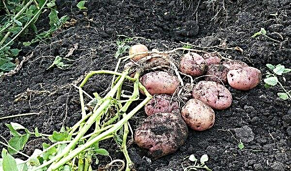 Potato Romano: Beschreibung und Eigenschaften der Sorte, Geschmack, Foto