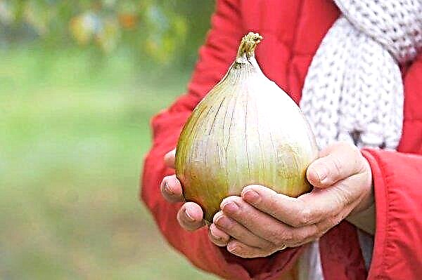When to harvest Exibishen onions from the garden: signs of ripeness, especially the collection and storage of crops