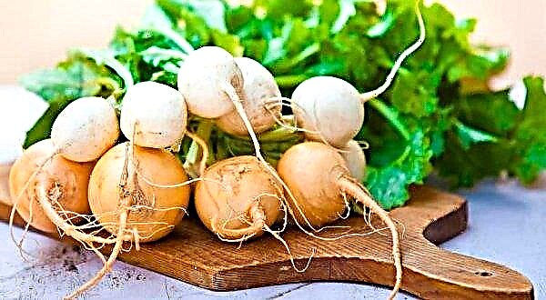 Why turnip is useful for a woman’s body: medicinal properties, contraindications, calorie content and chemical composition of the product