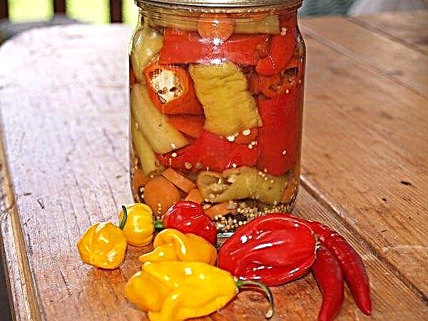 Pepper Spark for the winter: the best recipes of preparations, a photo
