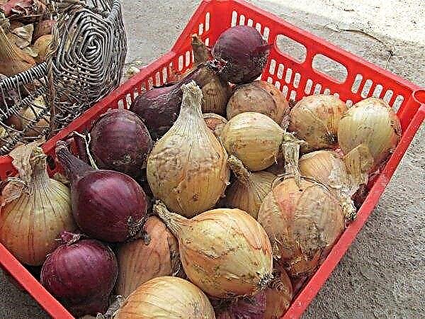 Onion Exibishen: penanaman dan perawatan di tanah terbuka, ciri dan keterangan mengenai varietas