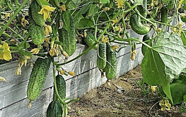 Aphids on cucumbers during fruiting: signs of appearance, what to do and how to process