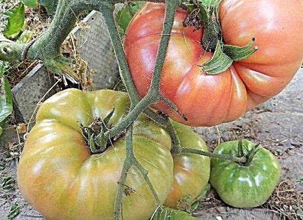 Tomato Giant Novikova: karakteristike i opis sorte, prinos, karakteristike uzgoja, fotografija
