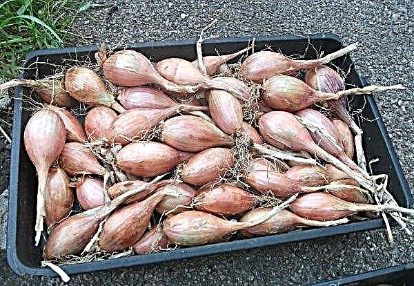 Planting onions Shallot in the winter: is it possible to plant, when to plant, planting and care in the open ground