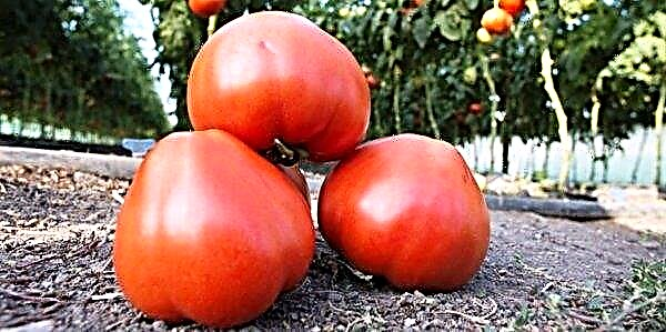 الطماطم "Maryina Roscha F1": خصائص ووصف الصنف ، الصورة ، المحصول ، الزراعة والرعاية