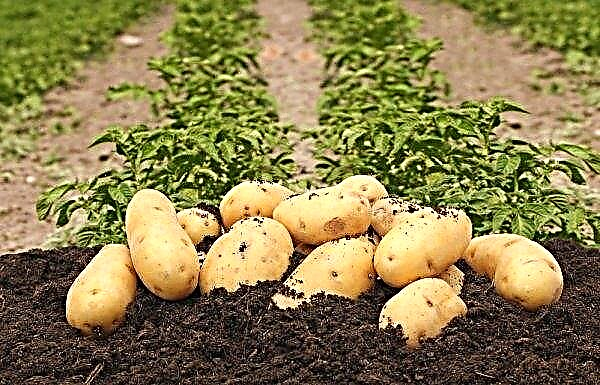 Potato Tale: description et caractéristiques de la variété, goût, caractéristiques de croissance, photo
