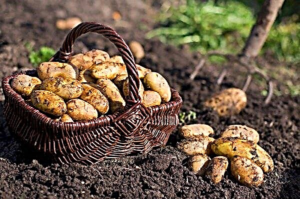 Potato Empress: botanische beschrijving en kenmerken van de variëteit, vooral planten, verzorgen en oogsten, foto
