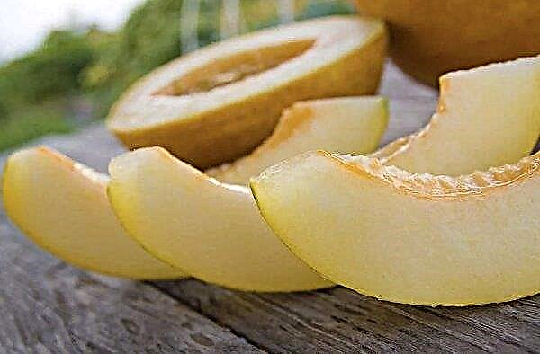 Comment conserver le melon à la maison: caractéristiques de la préparation au stockage, les principales méthodes
