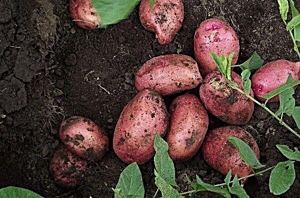 Potato alternariosis: a description of the disease, the main causes and signs of appearance, methods of treatment and prevention, photo