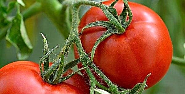 كيفية معالجة الطماطم من اللفحة المتأخرة في دفيئة: العلاجات الكيميائية والشعبية