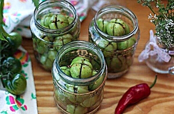 Tomates verdes en escabeche en un frasco para el invierno: recetas simples con fotos