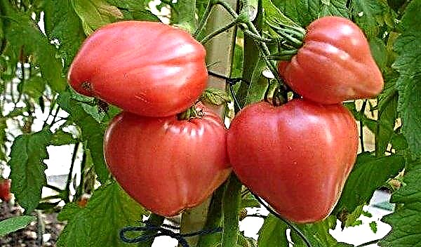 الطماطم "العسل الوردي": وصف وخصائص الصنف ، خاصة الزراعة والنمو والعناية بالصور