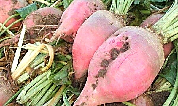 The best varieties of beets for open ground: description and photo