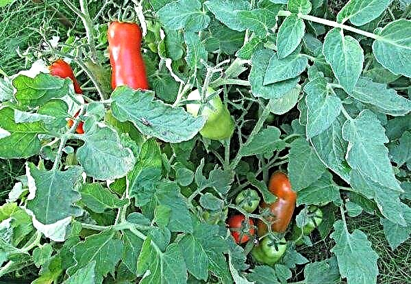 Zhigalo de tomate: características e descrição da variedade, foto, produtividade, plantio e cuidado