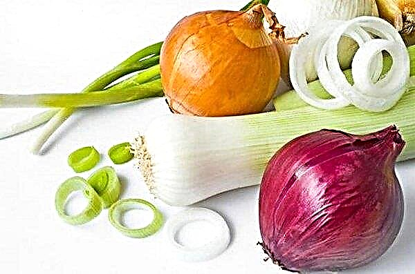 What vitamins are present in onions: chemical composition and properties of onions