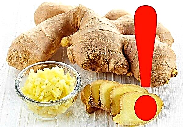 Does ginger with lemon help with chronic bronchitis and cough in adults, methods of use, recipes