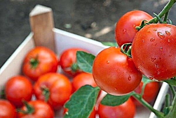Kad tomātus izņem siltumnīcā: optimāls laiks, it īpaši ražas uzglabāšana