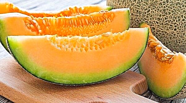 Does melon weaken or strengthen? The chemical composition, the basic rules for taking and contraindications