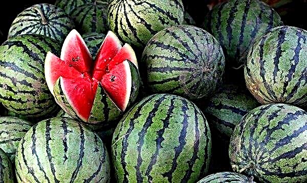 Checking watermelon for nitrates at home - norms and methods