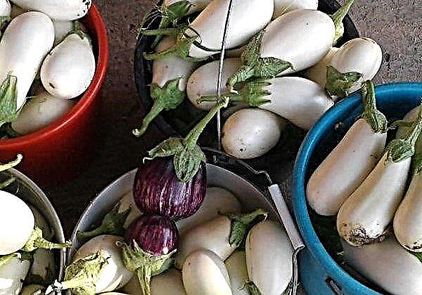 Eggplant Bibo f1: variety description, photo, cultivation and care