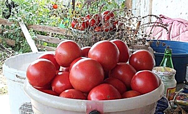 Tomato Titan: charakterystyka i opis odmiany, plon, cechy uprawy i pielęgnacji, zdjęcie