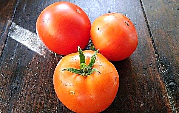 Variedades de tomates indeterminadas y determinantes: la diferencia, ¿qué significa esto?