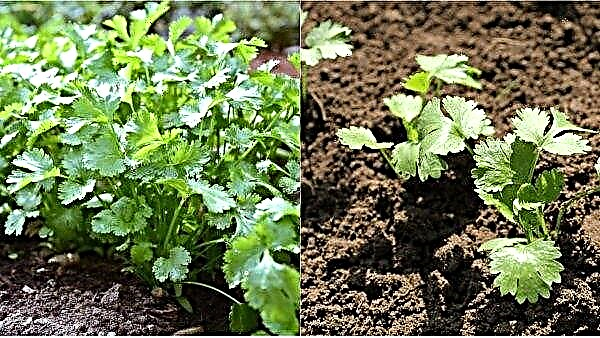 Coriander: features of growing from seeds at home, outdoor care