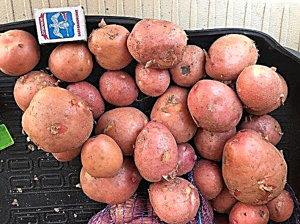 Kartofler rød Sonya: beskrivelse og karakteristika for sorten, fordele og ulemper, egenskaber ved dyrkning, foto
