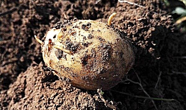 Potato Slavyanka: description and characteristics of the variety, features of growing, photo
