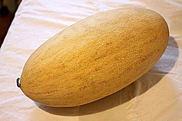 Melon Torpedo: ปริมาณแคลอรี่ประโยชน์และอันตรายการเพาะปลูกและการดูแลรักษา