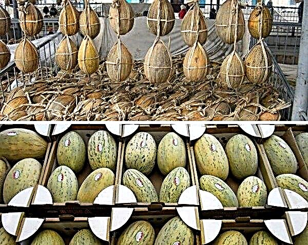 Cultivo de melão na Sibéria: como cultivar em campo aberto, cultivares para cultivo