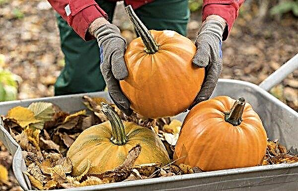Pumpkin “Candy”: variety description with photo, cultivation and care, ripening period, when you can harvest