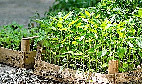 Fusarium wilting pepper: control measures, resistant varieties