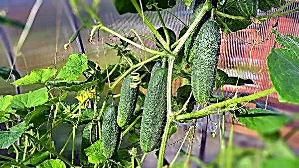 Why the ovaries of cucumbers fall: what to do when falling in a greenhouse, causes and solution of the problem