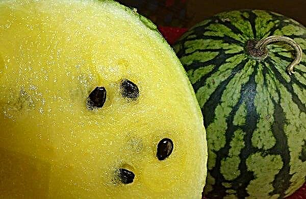 Gelbe Wassermelone: ​​TOP der besten Sorten, die Geschichte des Aussehens, der Beschreibung und des Anbaus, Foto