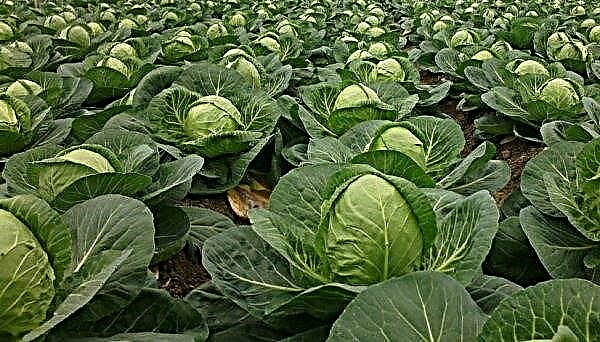 Cabbage Belorusskaya: description and characteristics of the variety, features of growing, photo