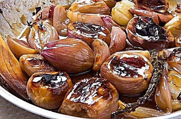 Shallot: what it is, a description of what it looks like, how it differs from onion, growing from seeds, photos, video