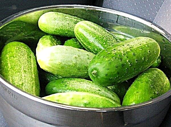 Pickles i en panna för vintern: de bästa recepten, steg för steg matlagning med foton