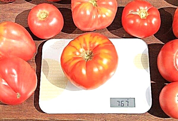 الطماطم القلب المحب: خصائص ووصف الصنف والغلة والزراعة والرعاية ، الصورة